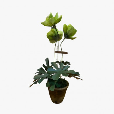 The Green Vase potted hellebore plant